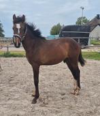 Lieve jaarling New Forest hengst, Dieren en Toebehoren, Niet van toepassing, 0 tot 2 jaar, Hengst, Recreatiepony