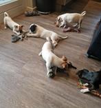 Jackrussel kruising boomer x jackrussel pups, Dieren en Toebehoren, Honden | Niet-rashonden, 8 tot 15 weken, Meerdere, Meerdere dieren