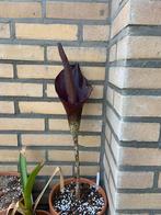 Amorphophallus konjac knollen, Tuin en Terras, Ophalen of Verzenden, Voorjaar, Halfschaduw, Knol