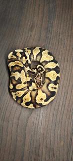 Ball python 1.0 pastel yb 100% het pied/ het clown, Slang, Tam, 0 tot 2 jaar