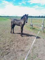 Luxe eerste premie fries hengstveulen, Dieren en Toebehoren, Paarden, Minder dan 160 cm, Gechipt, Niet van toepassing, 0 tot 2 jaar