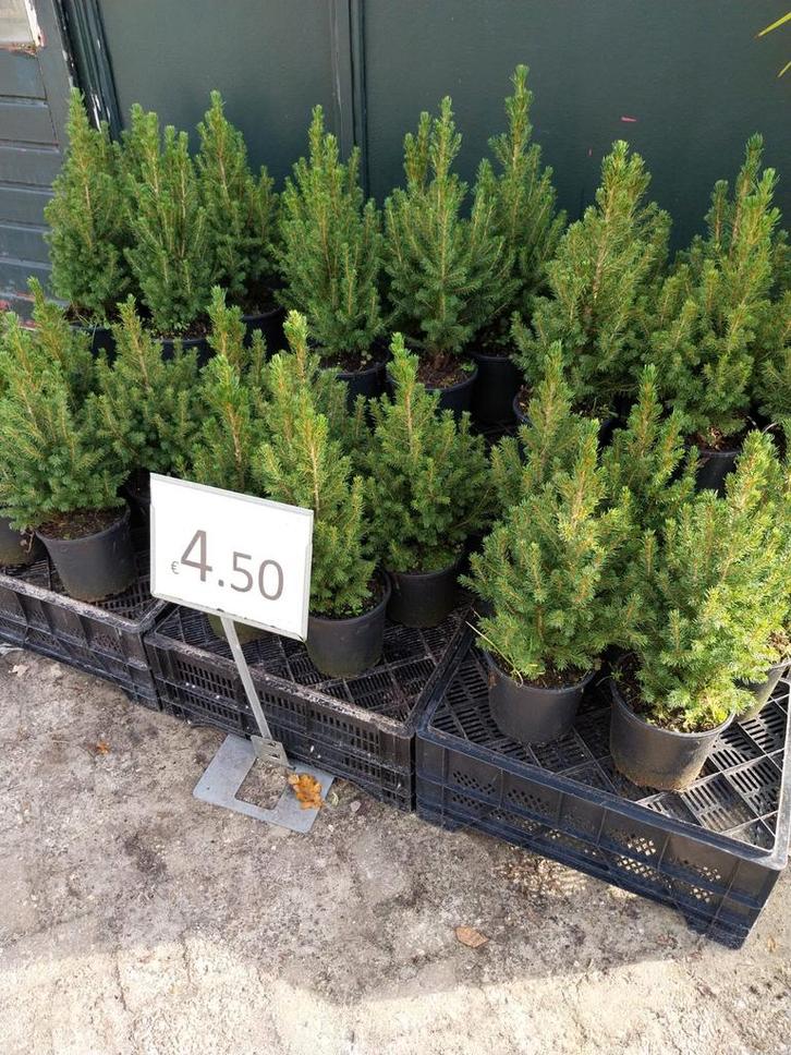 Picea Glauca Conica - Dwergspar in Pot, Tuin en Terras, Planten | Bomen, Overige soorten, Minder dan 100 cm, Volle zon, Bloeit niet