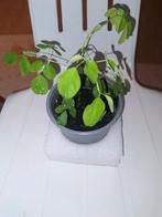 Moringa plant, Ophalen, Halfschaduw