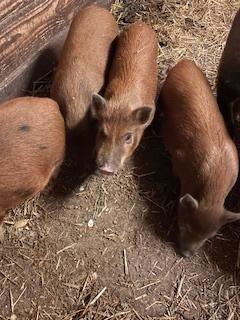 prachtige bruine biggen, Dieren en Toebehoren, Schapen, Geiten en Varkens, Geit, Vrouwelijk