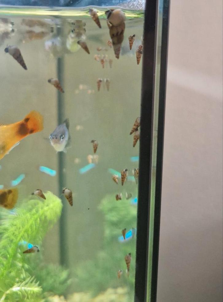 Mooie, nuttige Helena slakken (jonkies), Dieren en Toebehoren, Vissen | Aquariumvissen, Zoetwatervis, Slak of Weekdier