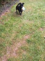 Boomer x pincher, België, Particulier, Rabiës (hondsdolheid), 15 weken tot 1 jaar