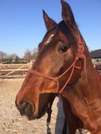 Knappe Pre ruin zoekt goed plekje, Dieren en Toebehoren, Paarden, Minder dan 160 cm, Ruin, Zadelmak, 11 jaar of ouder
