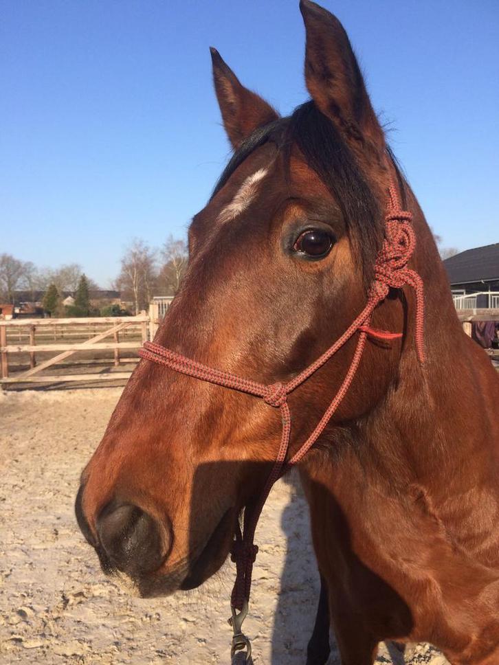 Knappe Pre ruin zoekt goed plekje, Dieren en Toebehoren, Paarden, Ruin, Zadelmak, Minder dan 160 cm, 11 jaar of ouder, Recreatiepaard