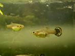 Eigen kweek jonge vrouwtjes guppy's, Vis