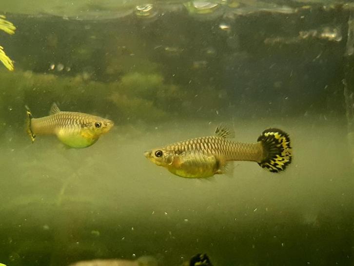 Eigen kweek jonge vrouwtjes guppy's, Dieren en Toebehoren, Vissen | Aquariumvissen, Vis