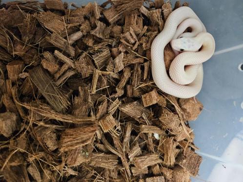 Pantherophis obsoleta lindheimeri Texaanse rattenslang, Dieren en Toebehoren, Reptielen en Amfibieën, Slang, 0 tot 2 jaar