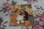 Honden Postkaart - Corgie kijkt uit Deur, Italy, Italië, Verzenden, 1960 tot 1980, Ongelopen, Hond of Kat