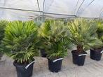 Chamaerops humilis 'Vulcano' palmboom / palmbomen te koop!!, Ophalen of Verzenden, Minder dan 100 cm, Zomer, Palmboom