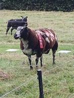 Mooie luxe overjarige ram, Dieren en Toebehoren, Schapen, Geiten en Varkens, Mannelijk, Schaap