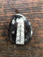 Fossiele Orthoceras, Ophalen of Verzenden, Mineraal