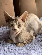 Devon rex kater, Kater, Met stamboom