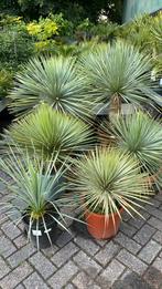 Yucca rostrata vanaf €55, Ophalen, Zomer, Overige soorten, Volle zon
