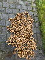 Aardperen te koop, Ophalen