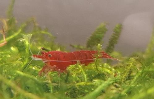 Red Cherry Neocaridina Shrimp – High Grade, Aquarium Fish, Dieren en Toebehoren, Vissen | Aquaria en Toebehoren, Nieuw, Overige typen
