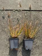 Pennisetum Hameln - lampenpoetsersgras Siergras voor uw tuin, Tuin en Terras, Volle zon, Vaste plant, Siergrassen, Ophalen of Verzenden