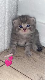 Britse korthaar kittens zoeken forever home️, Dieren en Toebehoren, Katten en Kittens | Raskatten | Langhaar, Meerdere dieren