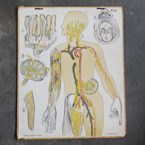 Schoolplaat verteringsorganen, lymfevatenstelsel & mondholte, Antiek en Kunst, Antiek | Schoolplaten, Natuur en Biologie, Ophalen of Verzenden