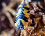 Merulanella sp. ‘Yellow Phoenix’ verbazend tropische isopod, Dieren en Toebehoren, Insecten en Spinnen, Overige soorten