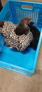 Gratis kuikens, kippen, Australorp x Wyandotte, Dieren en Toebehoren, Pluimvee, Meerdere dieren, Kip