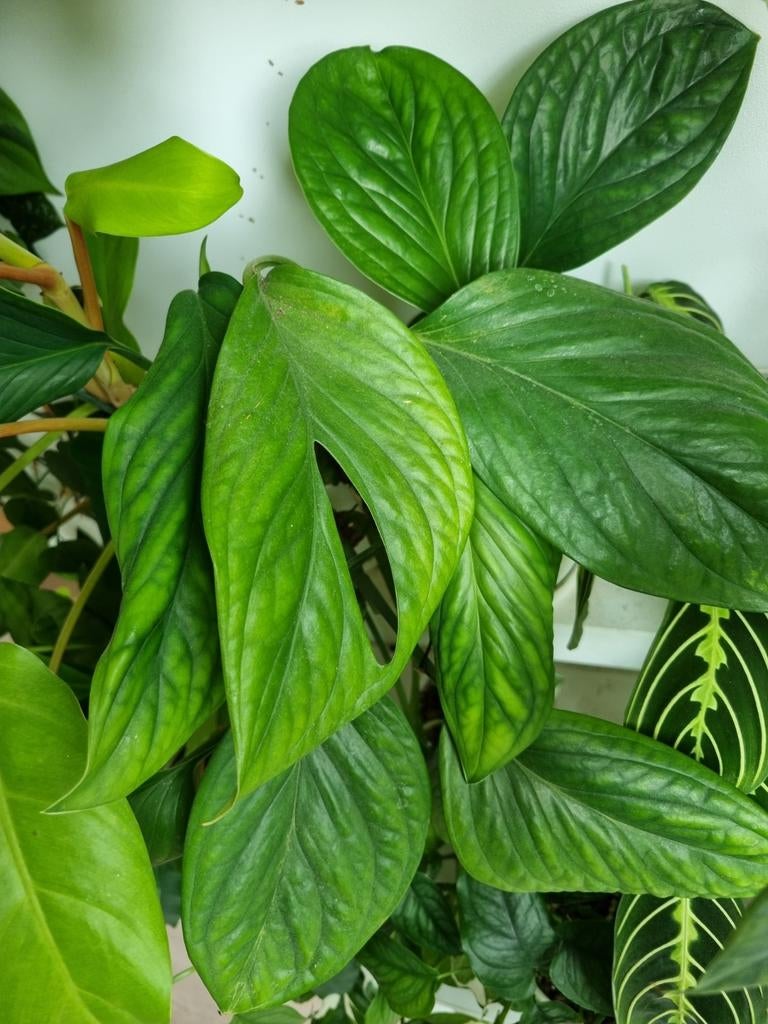 monstera pinnatipartita stek, Huis en Inrichting, Kamerplanten, Ophalen of Verzenden, Halfschaduw, Minder dan 100 cm