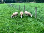 Engelse texelaars te koop, Dieren en Toebehoren, Mannelijk, Schaap