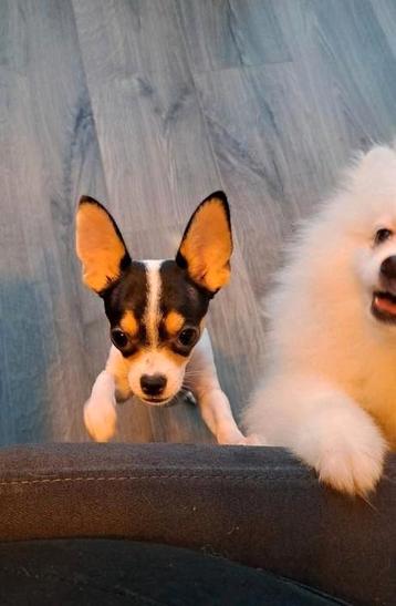  Chihuahua pups beschikbaar voor biedingen