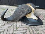Kaapse buffel, schedel, Zuid Afrika, mega, gewei,hoorns, Ophalen, Gebruikt, Wild dier, Schedel
