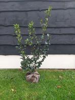 Hulst Ilex x meserveae blue prince Haagbeplanting, Tuin en Terras, Planten | Struiken en Hagen, Ophalen of Verzenden, Hulst, Struik