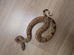 Koppeltje hypo squaretail boa's te koop, Dieren en Toebehoren, Reptielen en Amfibieën, Slang