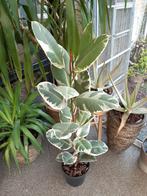 ficus elastica variegata, Huis en Inrichting, Ophalen