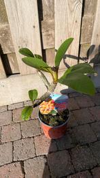 Plumeria california sunset frangipani, Ophalen of Verzenden, Overige soorten