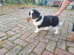 Puppies kruising border collie, Overige rassen, 8 tot 15 weken, Meerdere, Meerdere dieren