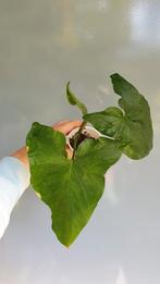 Syngonium (familie van philodendron ) klimplant, Overige soorten, In pot, Minder dan 100 cm, Groene kamerplant