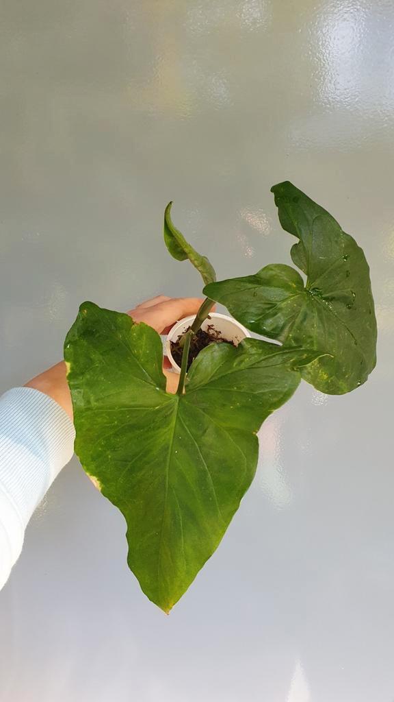 Syngonium (familie van philodendron ) klimplant, Huis en Inrichting, Kamerplanten, Overige soorten, Minder dan 100 cm, Groene kamerplant