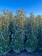 Prunus Laurocerasus 'Genolia', haagplant groenblijvend🌲🌿, Ophalen, Laurier, 100 tot 250 cm