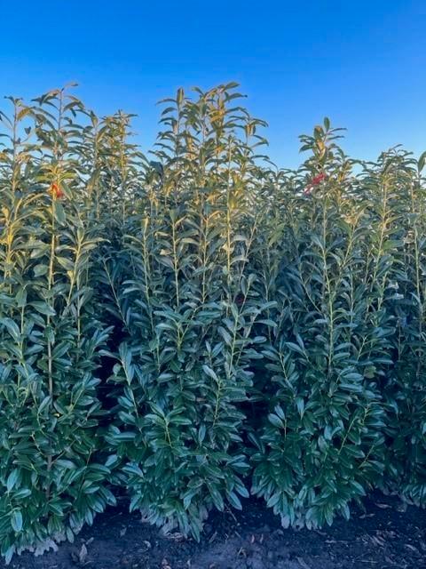 Prunus Laurocerasus 'Genolia', haagplant groenblijvend🌲🌿, Tuin en Terras, Planten | Struiken en Hagen, Laurier, 100 tot 250 cm