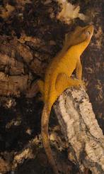 Wimpergekko- crested gecko, Dieren en Toebehoren, Reptielen en Amfibieën, Hagedis, Tam, 3 tot 6 jaar