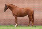 3 jarige merrie Blue Horse Santiano x Netto x Vivaldi, Dieren en Toebehoren, Paarden, Merrie, B, Gechipt, Dressuurpaard