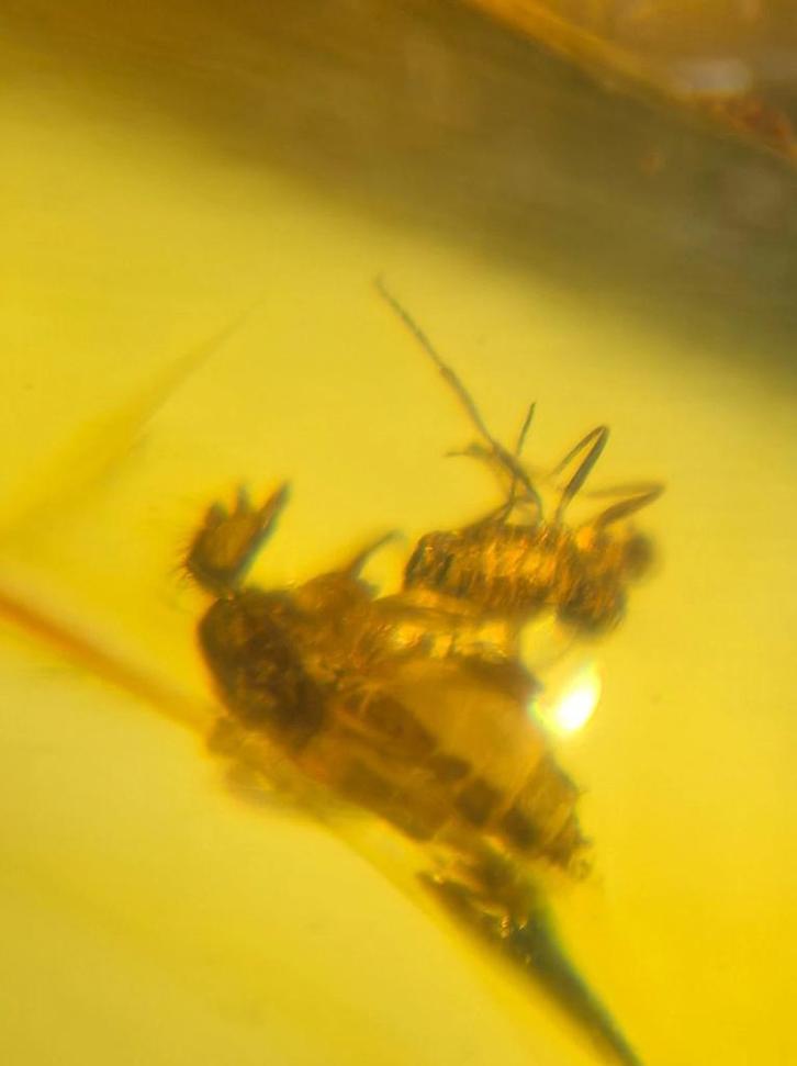 Birmees Amber (Q1) met insluiting van onbekende vliegende in, Verzamelen, Mineralen en Fossielen, Fossiel, Verzenden
