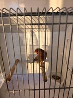 Bastaard putter x kanarie goede zanger, Mannelijk, Bastaard