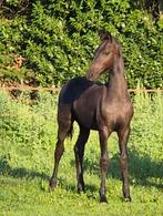 Fries hengstveulen te koop!LAAGVERWANTNieuw paard  18 08, Dieren en Toebehoren, Paarden, Hengst, Gechipt, 0 tot 2 jaar