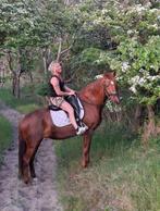 Lieve merrie, Merrie, Gechipt, L, 160 tot 165 cm