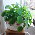 Mooie, zeer grote, gezonde pannenkoekplant in kunststof pot, Ophalen, Halfschaduw, Minder dan 100 cm