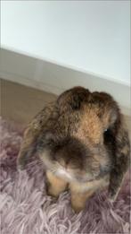 Lieve tamme hangoor binnen konijn, Mannelijk, Middelgroot, Hangoor, 3 tot 5 jaar