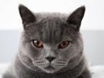 Britse Korthaar met stamboom - kater, 9 jaar, Dieren en Toebehoren, Katten en Kittens | Raskatten | Korthaar, Kater, Met stamboom